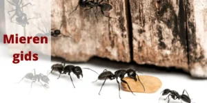mieren bestrijden