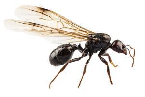 vliegende mieren