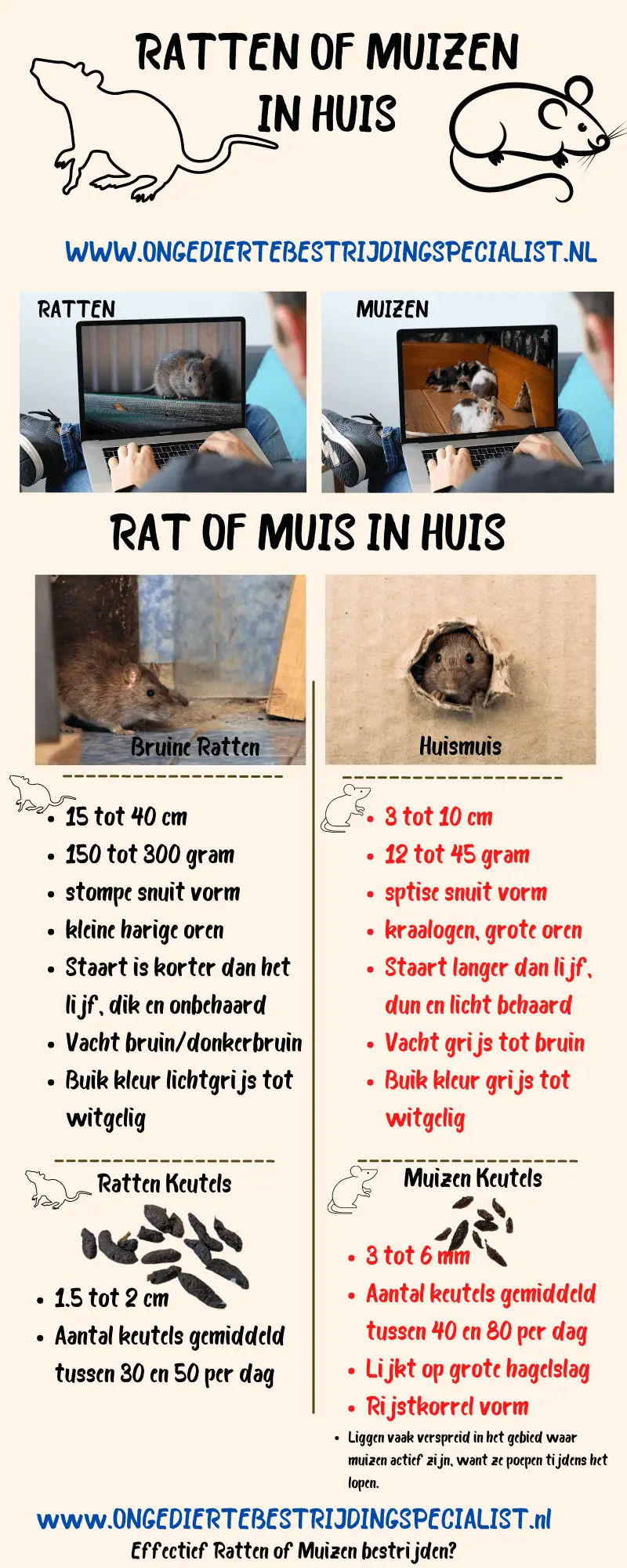 muizen of ratten infographic