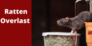 Ratten overlast hoe voorkomen en bestrijden