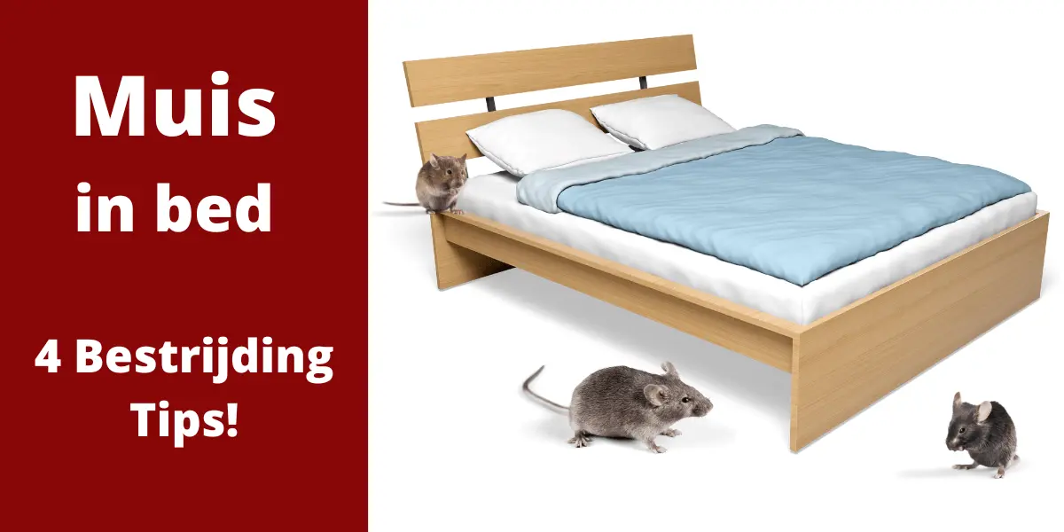 komen muizen in je bed hier lees je de beste bestrijding tips