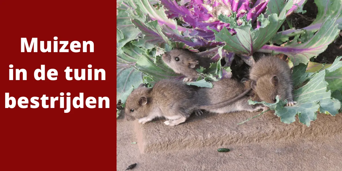 muizen in de tuin bestrijden